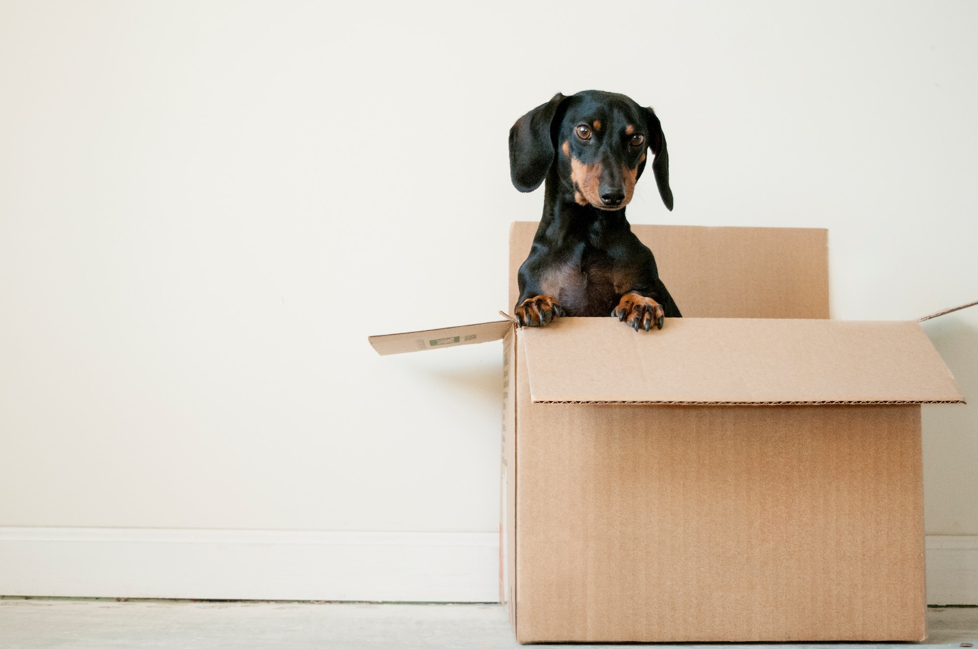A playful dog inside one of the packing boxes.